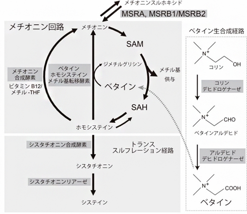 ベタインが関係するメチオニン-ホモシステイン回路の図