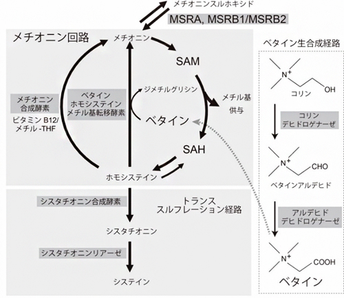 ベタインが関係するメチオニン－ホモシステイン回路の図