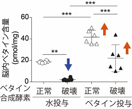 Chdh遺伝子ノックアウトマウスを使った脳内ベタイン濃度の解析結果の図