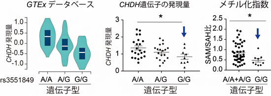 rs3551849の遺伝子型のCHDH遺伝子発現量、およびSAM/SAH比に与える影響の図