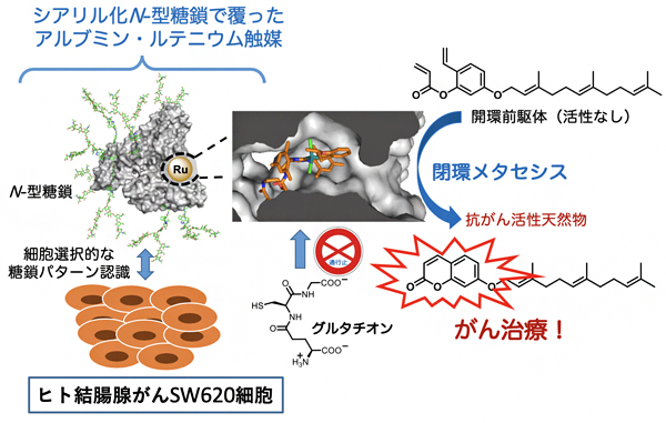 抗がん活性天然物の触媒的「現地合成」によるがん治療の図