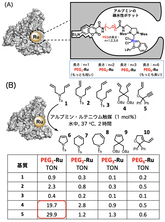 血清アルブミン疎水性ポケットへのルテニウム触媒の導入と閉環メタセシス反応の図