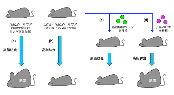 小腸のILC2が肥満の誘導に関与するの図