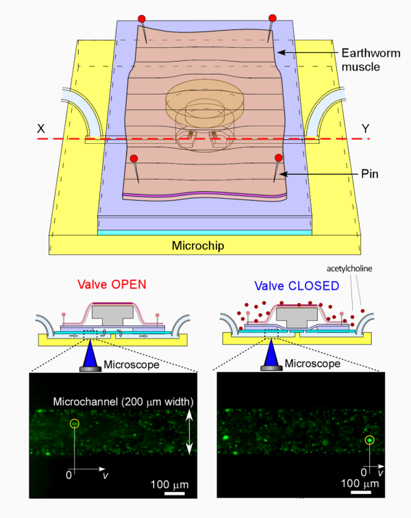 earthworm bio-meme schematic and results