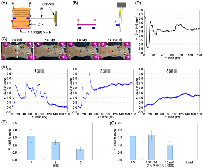 ミミズ筋肉シートの化学刺激応答の測定の図