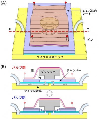 ミミズバルブの構造と送液原理の図