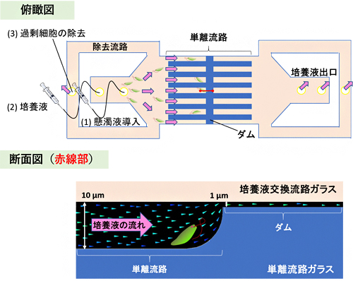 ガラス製マイクロ流体チップのデザインの図