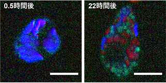 誘導ラマン散乱顕微鏡によるユーグレナ細胞内のパラミロン観察の図