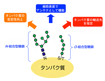 タンパク質を修飾する糖鎖の種類と機能の図