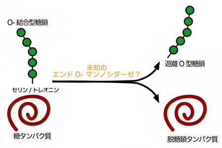 未知のエンドO-マンノシダーゼによるタンパク質からのO-結合型糖鎖の脱離反応の図