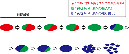 SCLIMにより明らかになったTGNの形成と消失の時空間ダイナミクスのイメージの図