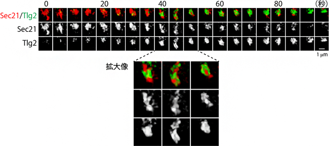 ゴルジ体から初期TGNへの移行過程の図