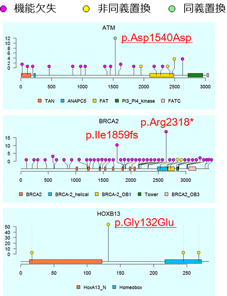 ATM、BRCA2、HOXB13遺伝子に存在する病的バリアントの位置と保有人数の図