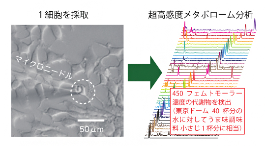 わずか1個の細胞から40種類の代謝物を同定することに成功の図