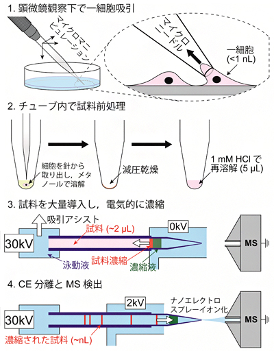 1細胞メタボローム分析の手順の図