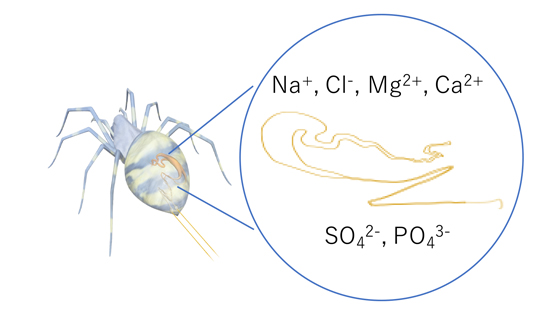 クモ糸の紡糸過程における、さまざまなイオンがシルクタンパク質の構造に与える影響の図