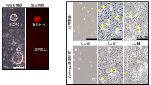 iBLCの形成に関わる遺伝子発現の図