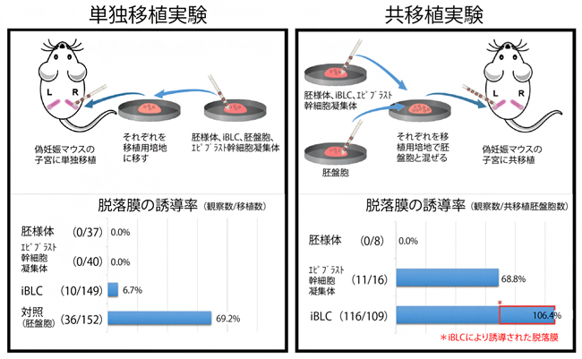 iBLCは着床する能力を持つの図