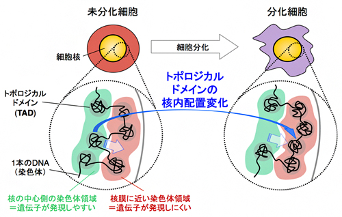 細胞分化に伴う哺乳類染色体の三次元構造変化の図