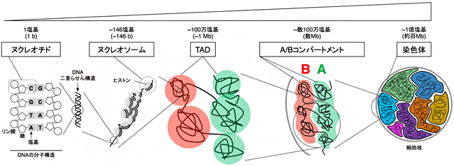 哺乳類の染色体の階層構造の図