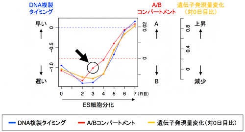 分化に伴うA/Bコンパートメント、DNA複製タイミング、遺伝子発現の変化の順序の図