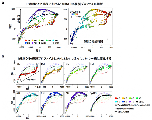 ES細胞分化に伴う1細胞DNA複製プロファイルの変化の図