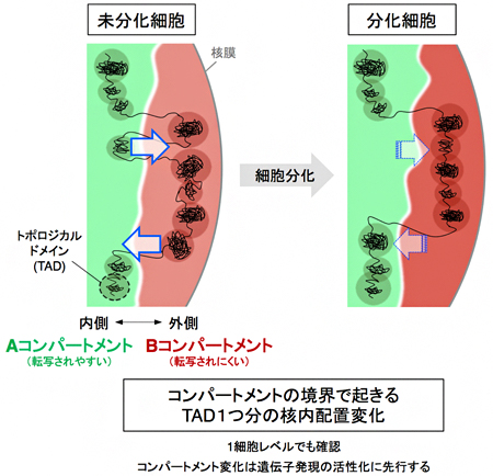 分化に伴うTADを単位とするA/Bコンパートメント変化のモデルの図