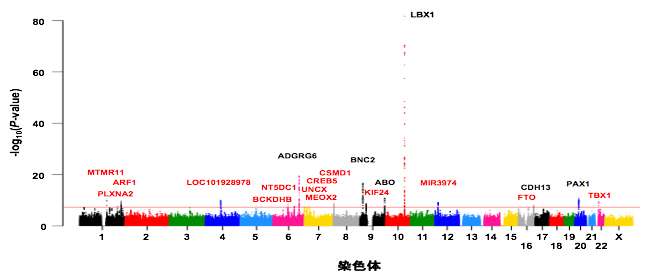 日本人AISのゲノムワイド関連解析の結果の図