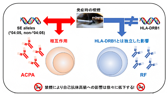 発症時の喫煙のRA自己抗体高値への影響の図