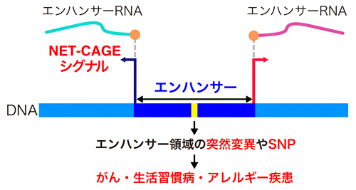 NET-CAGE法による疾患メカニズムの解明の図