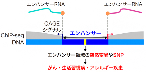 CAGE法による高塩基解像度のエンハンサー領域決定法の図