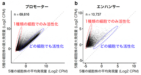 がん細胞株におけるプロモーターとエンハンサーの活性化パターンの比較の図
