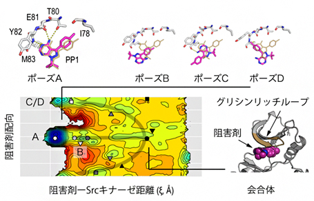 Srcキナーゼと阻害剤結合の複数経路と会合体の結合構造の図