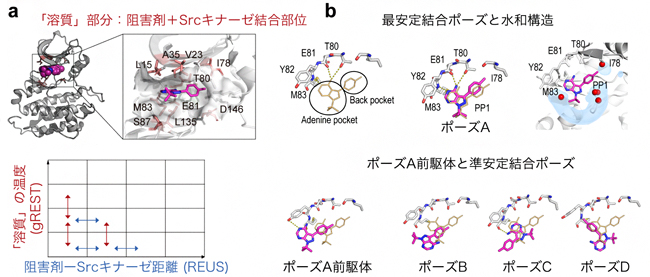 二次元レプリカ交換MD法およびSrcキナーゼと阻害剤の結合構造の図