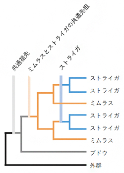 ストライガの系統進化の間に発生した全ゲノム2倍化現象を示す系統樹の図