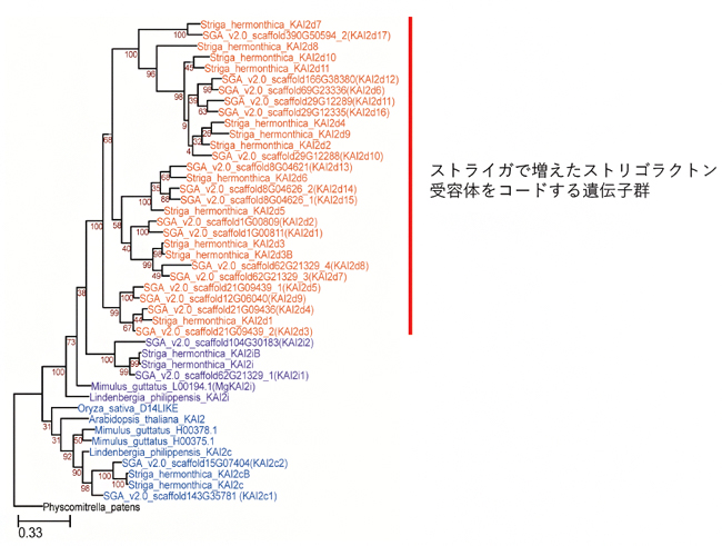 ストライガと非寄生生物におけるストリゴラクトン受容体群の系統樹の図