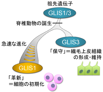 脊椎動物におけるGLIS1遺伝子の独自の進化の図