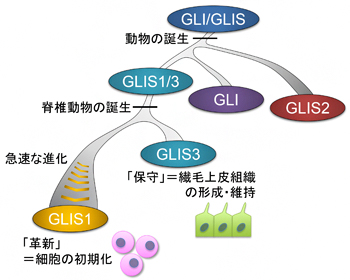 GLIS1遺伝子の進化の歴史の図