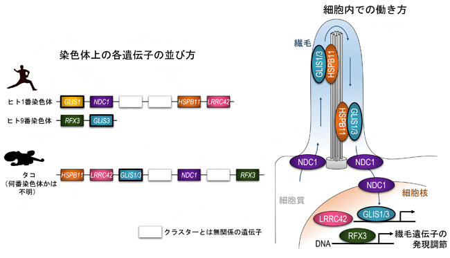 繊毛遺伝子クラスターの図