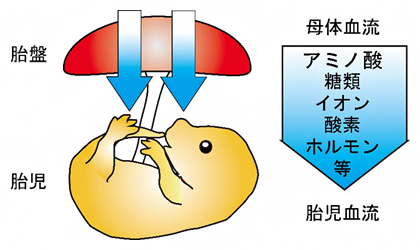 胎盤を介した母体血流から胎児血流への物質供給の図