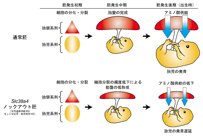 胎盤 DNAサイエンス の新型出生前診断（NIPT）