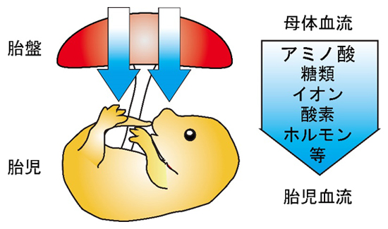 胎盤 胎児の発生に重要なアミノ酸トランスポーターを同定 理化学研究所 胎盤 胎児の発生に重要なアミノ酸トランスポーターを同定 理化学研究所
