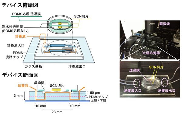 視交叉上核(SCN)の長期培養を行ったPDMS製マイクロ流体デバイスの図