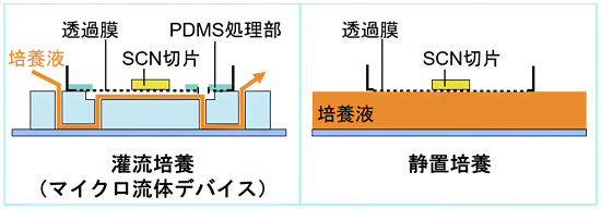 マイクロ流体デバイスを用いたSCN切片の灌流培養(左)と静置培養(右)の図