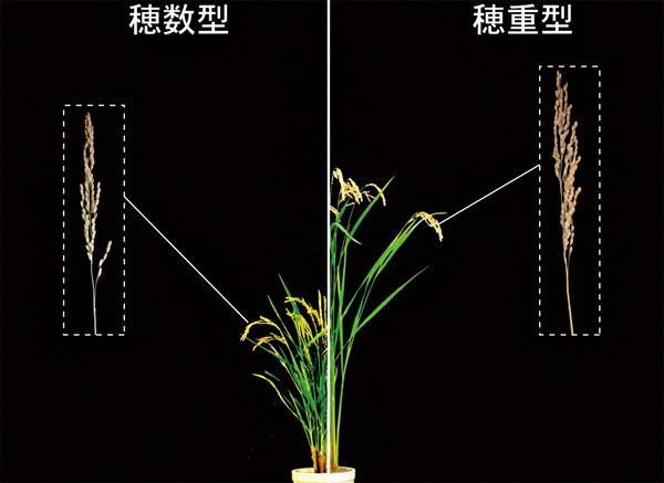 イネの草型の分類（左：穂数型、右：穂重型）の図