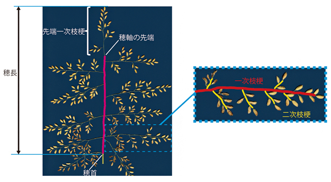 イネの穂構造の図