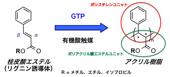 炭素－炭素二重結合部位で重合が進行した桂皮酸エステルの単独重合体の図