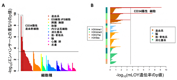 mLOYの発生に重要な細胞としてのCD34陽性細胞の同定の図