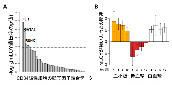 mLOYに重要な転写因子FLI1とmLOYのマーカーとしての血小板・赤血球数の図