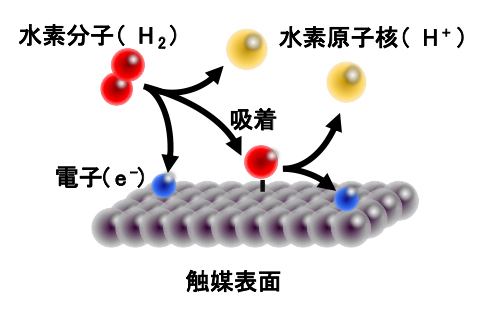 本研究でモデルとして用いた水素酸化反応の図
